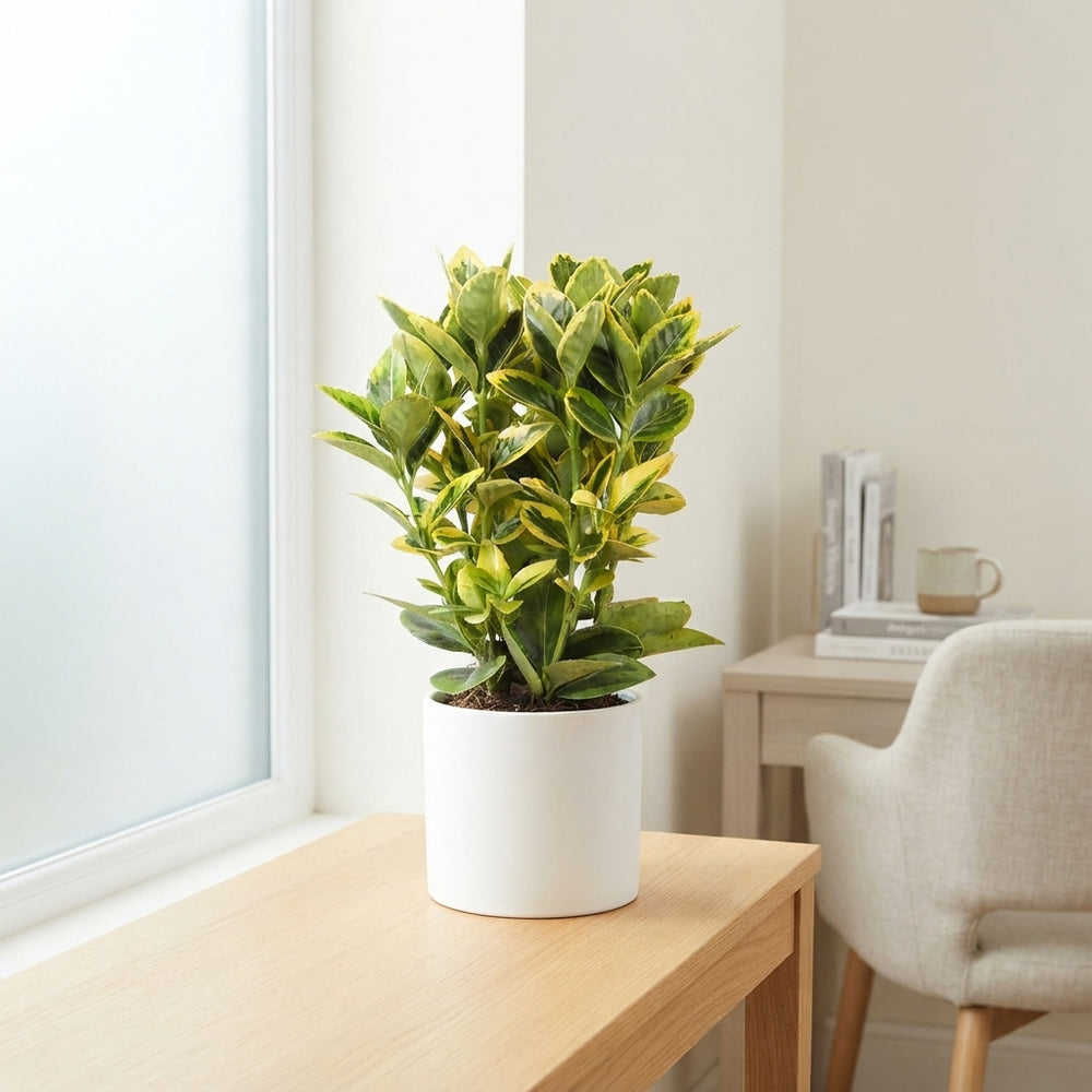 Golden Euonymus (Euonymus japonicus 'Aureomarginatus') – 10.5cm Pot