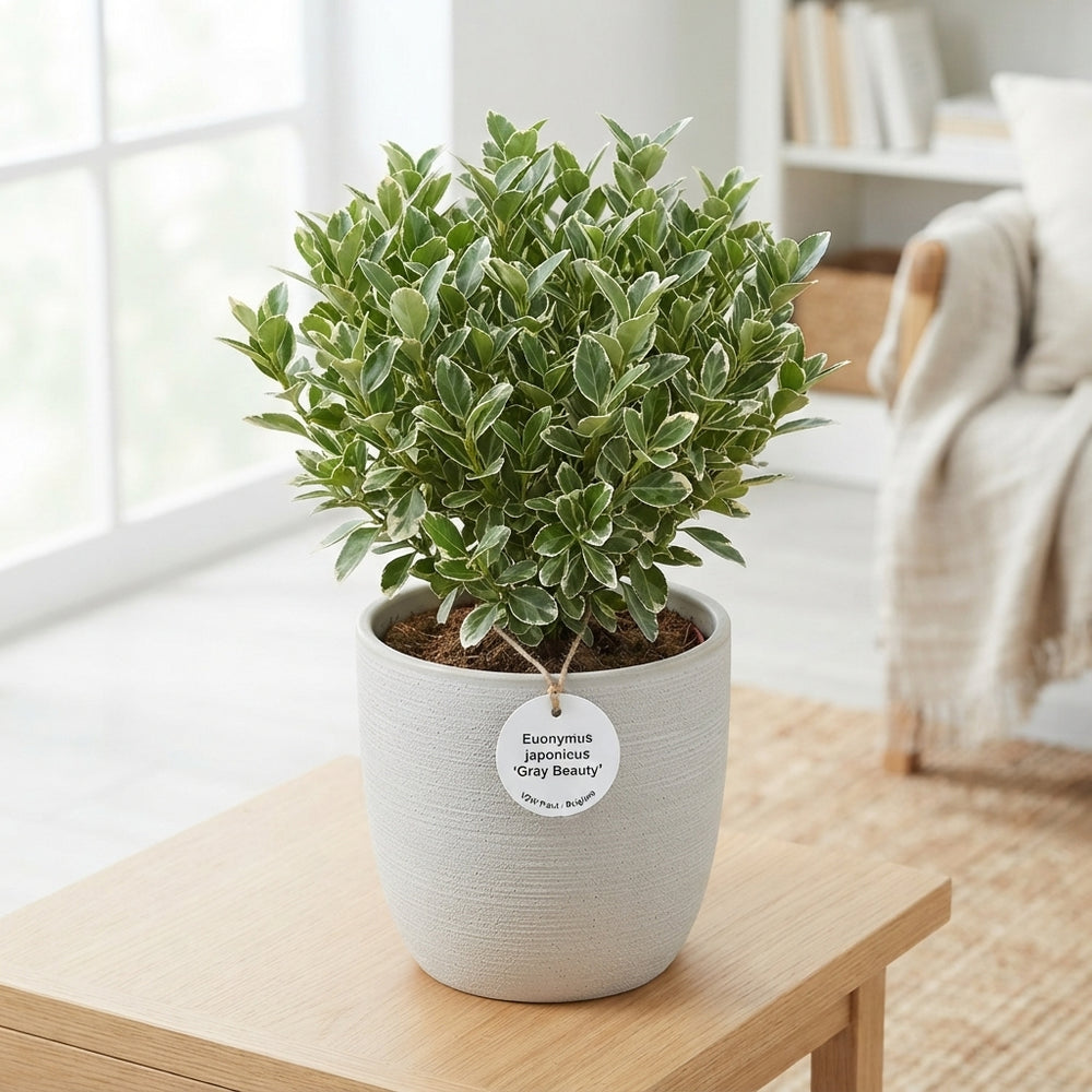 Euonymus japonicus ‘Gray Beauty’ – 10.5cm Pot