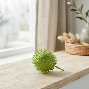 Decorative Green Cucumis Ornamental Fruits
