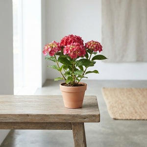 Hydrangea macrophylla Mixed Colours – 9cm Pot