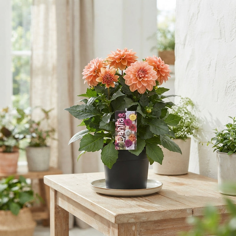 Dahlia ‘Fun Caramel’ – 17cm Pot, 40cm High