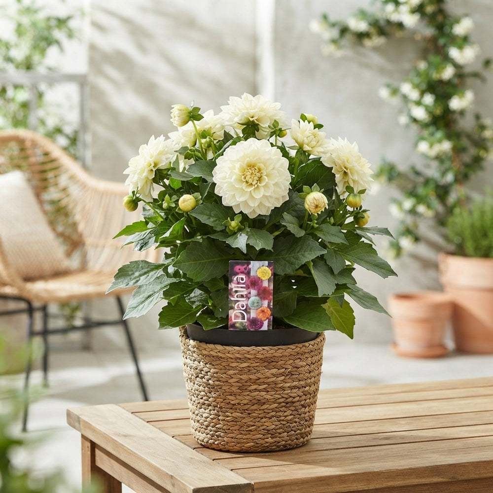 White Dahlia – 17cm Pot, Approx. 40cm High