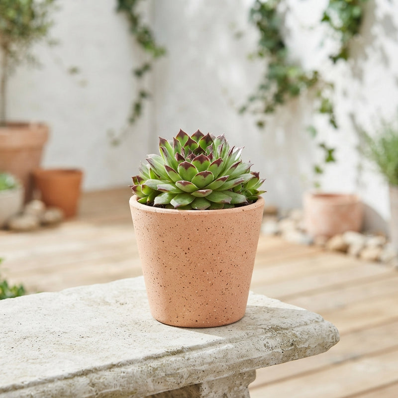 Mixed Sempervivum Collection – 8.5cm Pot