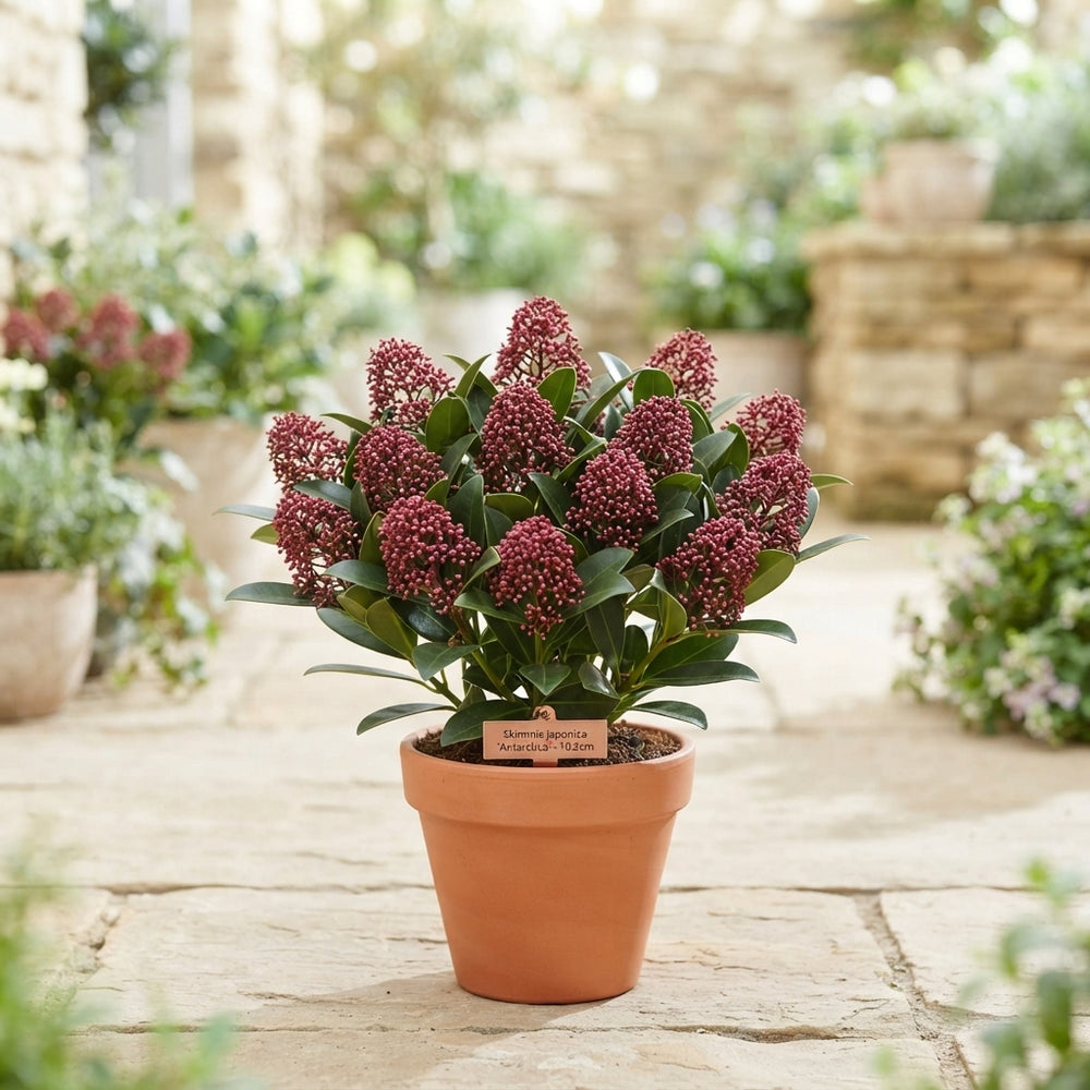 Skimmia japonica 'Antwerp' – 10.5cm Pot
