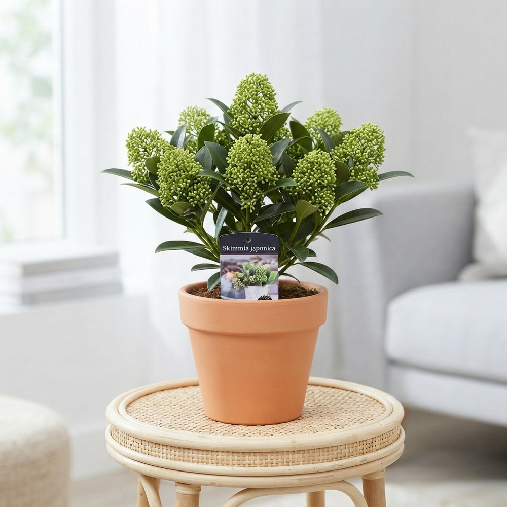 Japanese Skimmia 'White Dwarf' – 10.5cm Pot