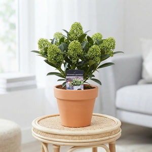 Japanese Skimmia 'White Dwarf' – 10.5cm Pot
