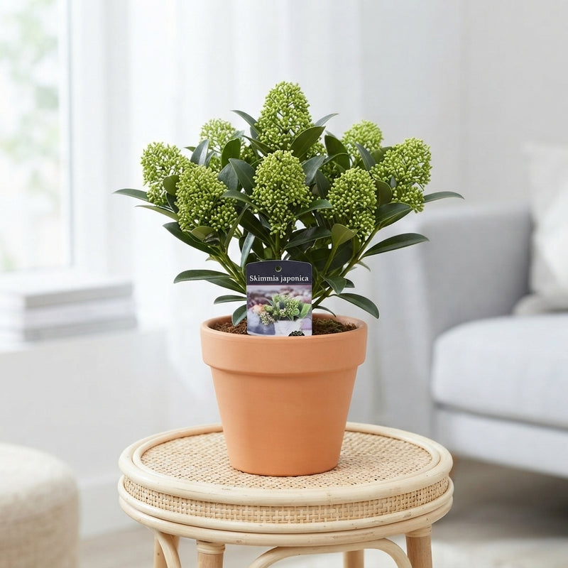 Japanese Skimmia 'White Dwarf' – 10.5cm Pot