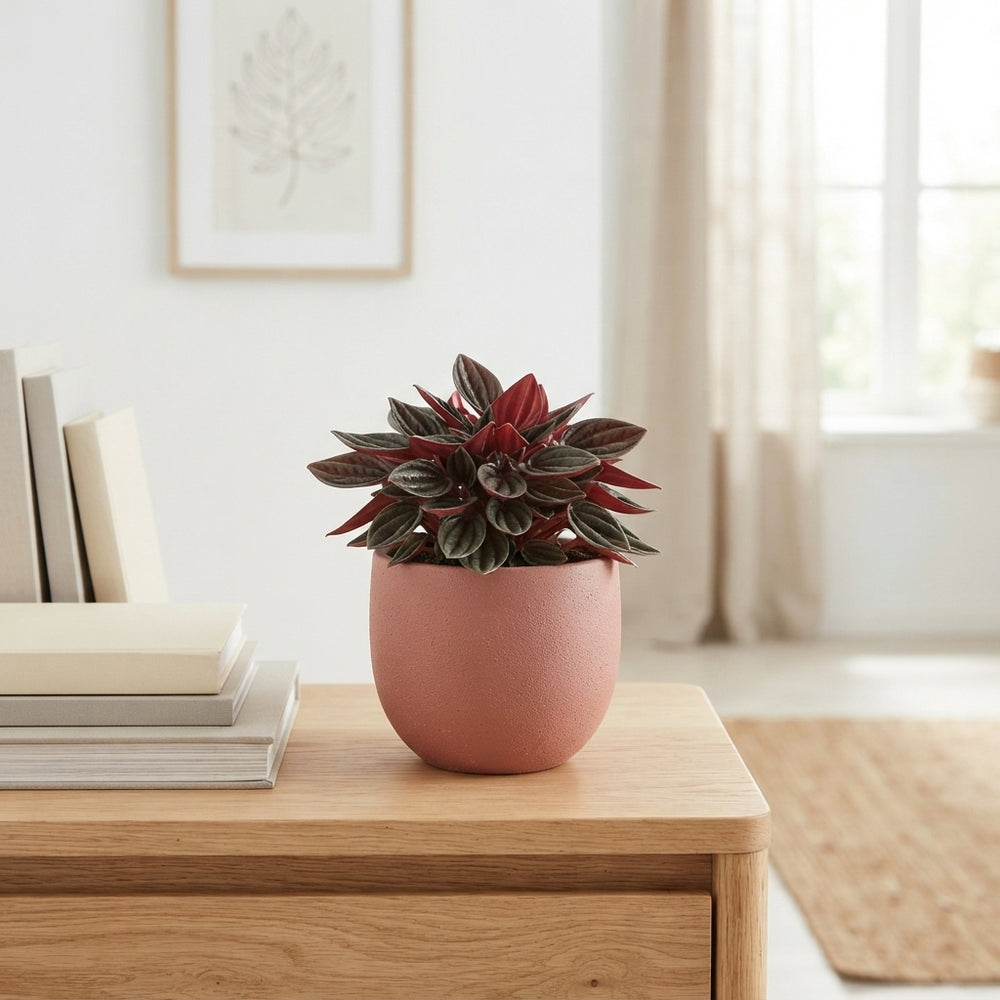 Mini Green Arrangement – 8cm Ornamental Pot