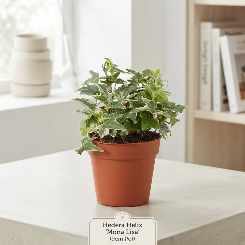 Hedera Helix ‘Mona Lisa’ Ivy – 9cm Pot