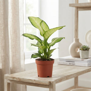 Dieffenbachia ‘Summer Style’ – 12cm Pot, 40cm High