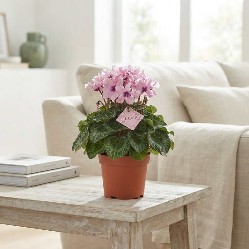 Pink Small-Flowered Cyclamen persicum – 13cm Pot