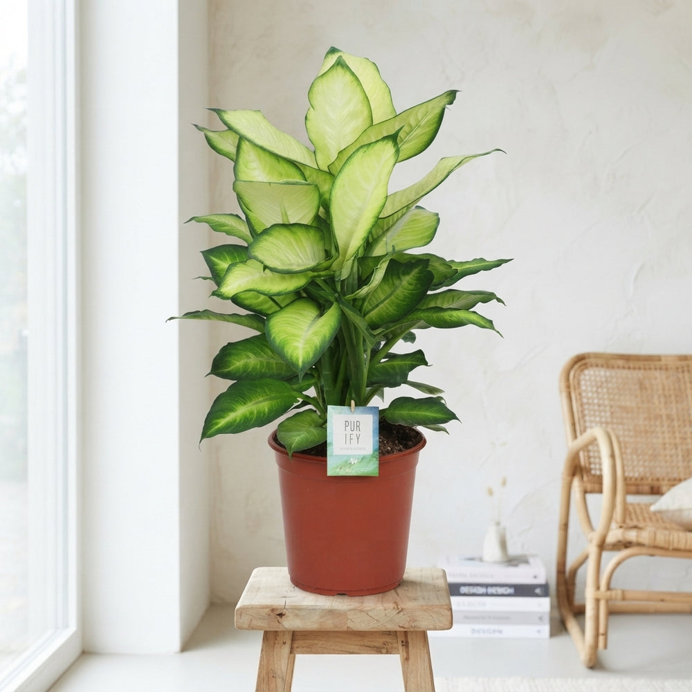 Dieffenbachia ‘Summer Style’ – 24cm Pot, 80cm Tall