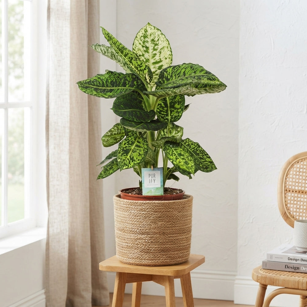 Dieffenbachia ‘Reflector’ – 24cm Pot, 90cm High