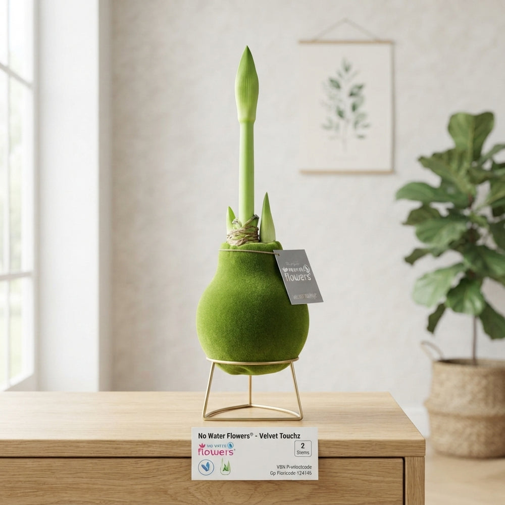 Green Waxed Hippeastrum ‘Velvet Touch’