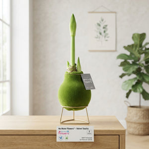 Green Waxed Hippeastrum ‘Velvet Touch’