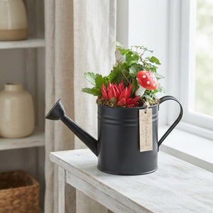 Indoor Plant Arrangement in Black Zinc Watering Can