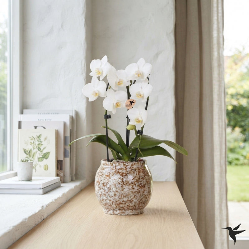 White Phalaenopsis Orchid with Ceramic Ring – 9cm Pot