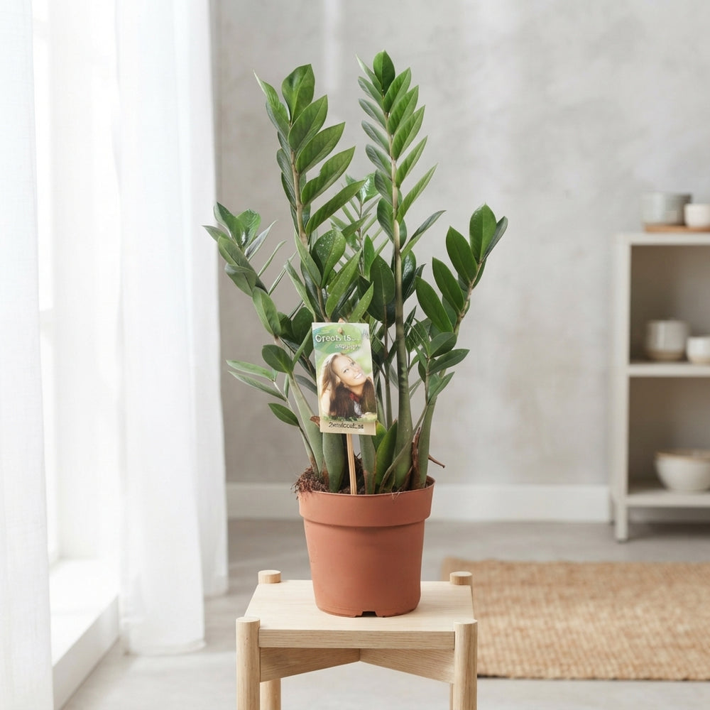 ZZ Plant (Zamioculcas zamiifolia) – 17cm Pot