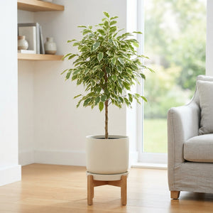 Ficus benjamina ‘Be Twilight’ – 27cm Pot, 135cm Tall
