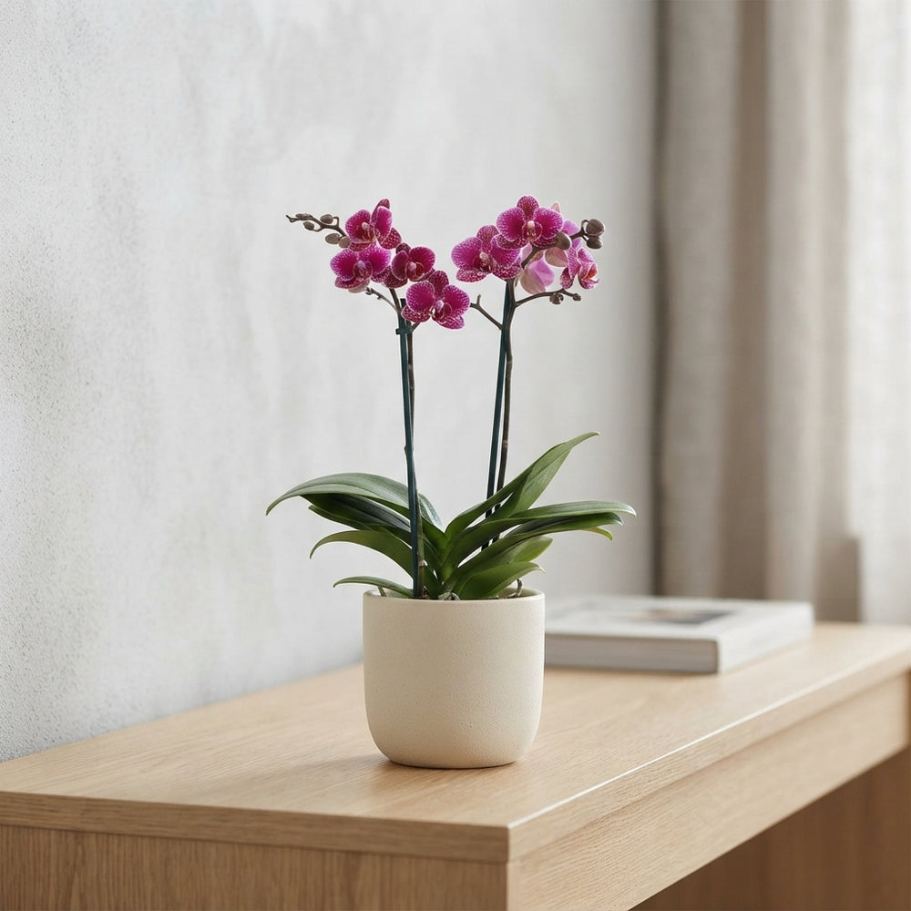 Purple Phalaenopsis Orchid – 2 Stem, 12cm Pot