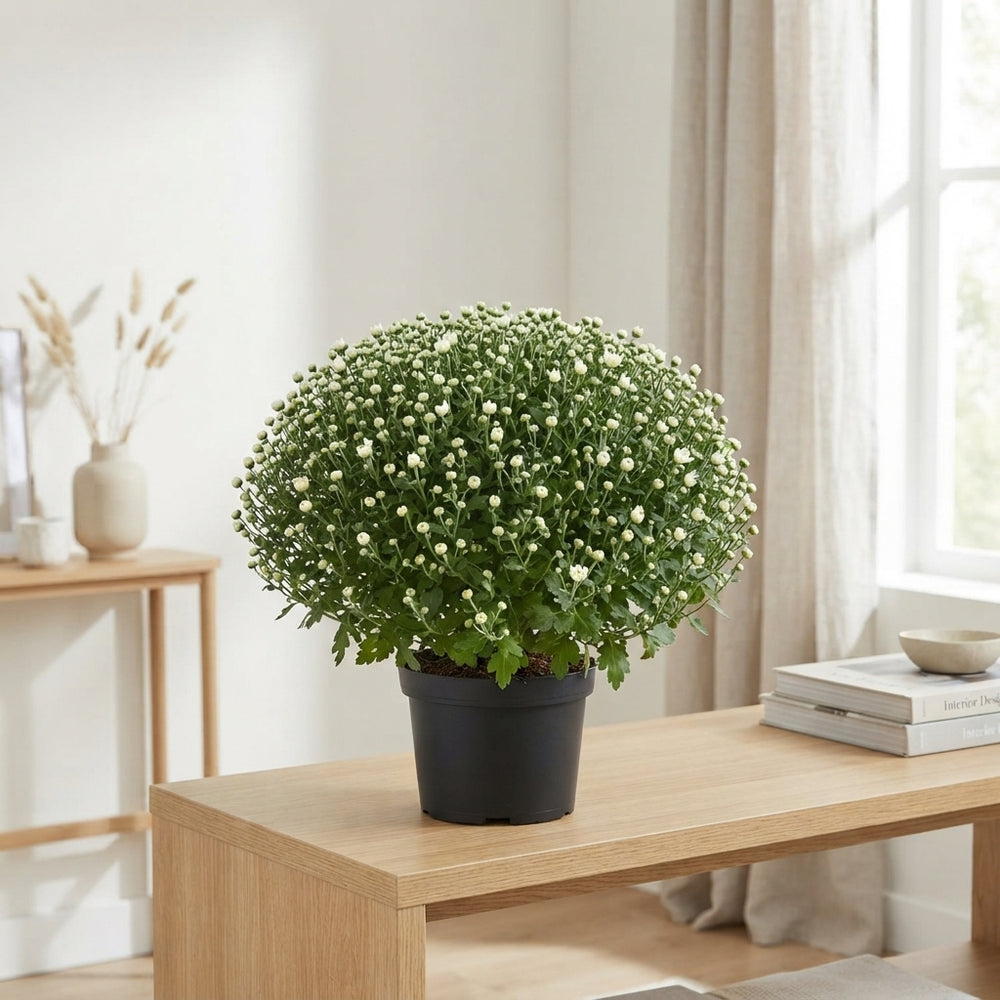 White Chrysanthemum (Indicum Group) – 19cm Pot, 50cm Tall