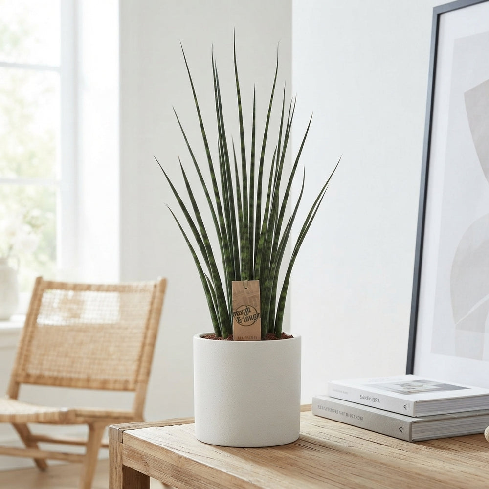 Mikado Fernwood Snake Plant (Sansevieria) – 19cm Pot