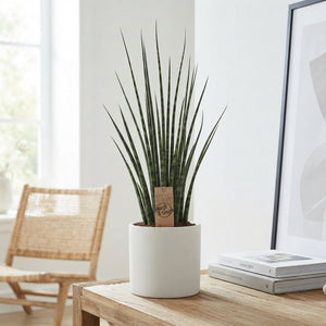 Mikado Fernwood Snake Plant (Sansevieria) – 19cm Pot