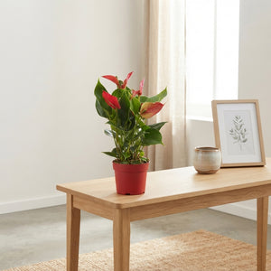 Red Anthurium (Anthurium andraeanum) – 10.5cm Pot