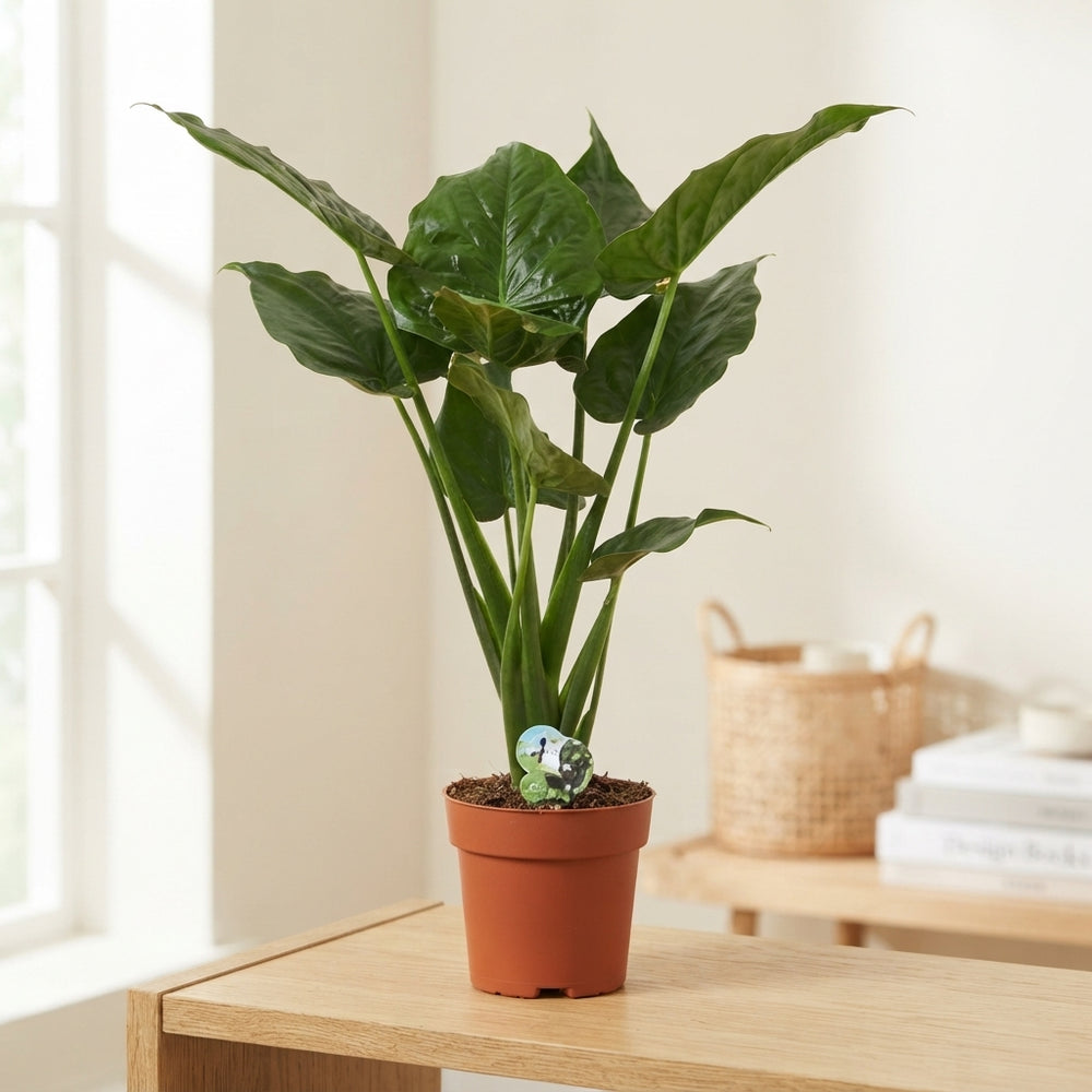 Alocasia Cucullata – 21cm Pot, 90cm Tall