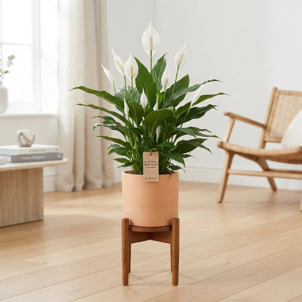 Peace Lily ‘Sweet Lauretta’ (Spathiphyllum) – 19cm Pot