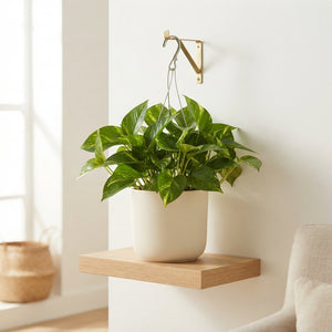 Trailing Epipremnum Houseplant – 17cm Pot