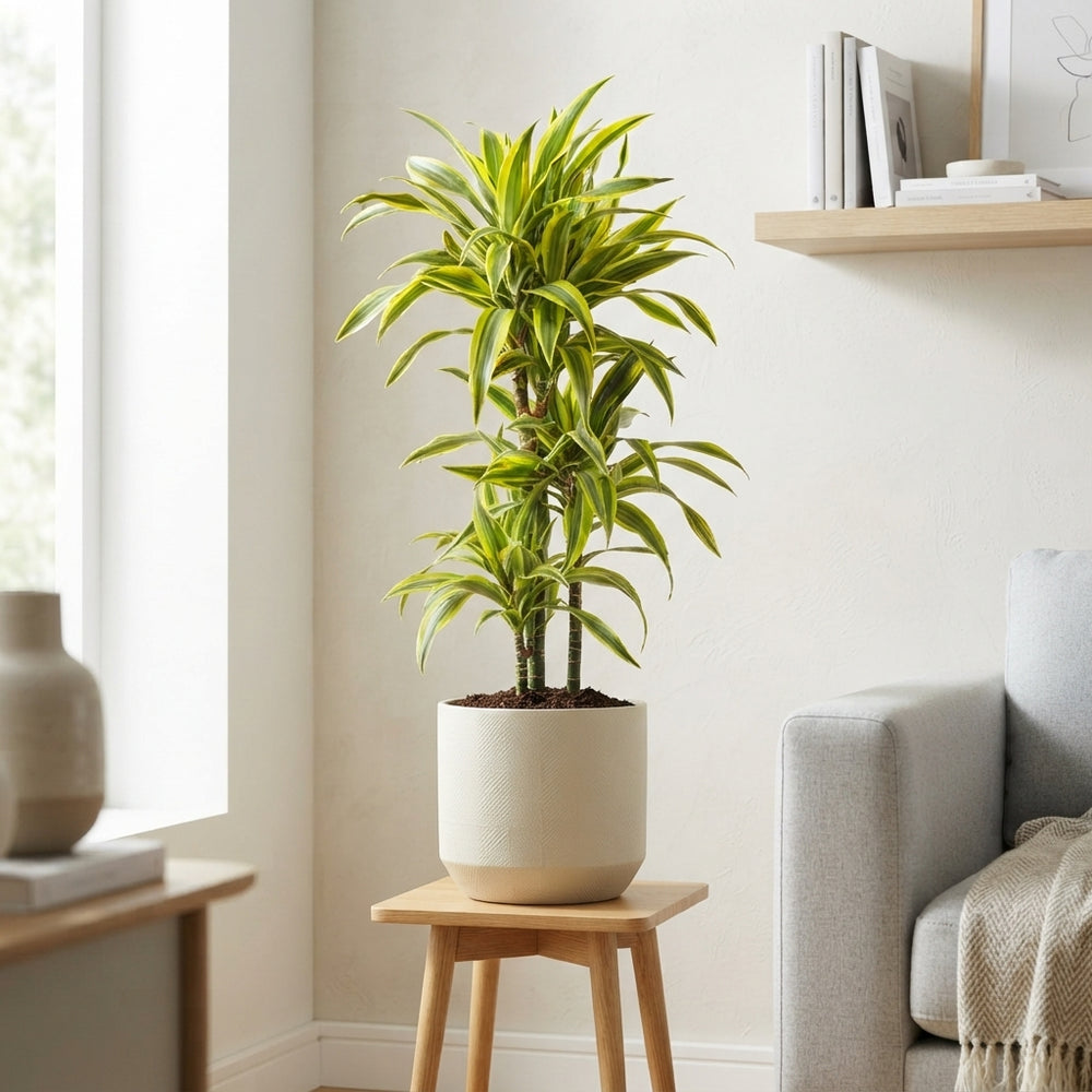 Lemon Lime Dracaena (Dracaena fragrans) – 21cm Pot, 110cm