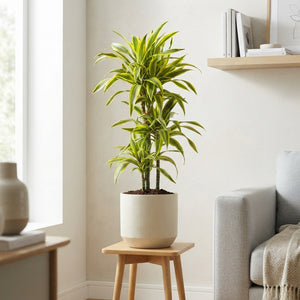 Lemon Lime Dracaena (Dracaena fragrans) – 21cm Pot, 110cm