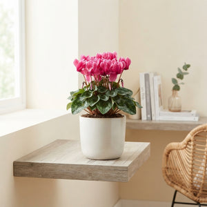 Cyclamen persicum ‘Metis Fantasia’ – 10.5cm Pot