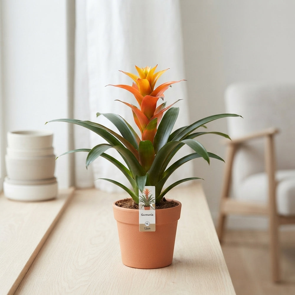 Guzmania Bromeliad – 12cm Pot, 40cm Height