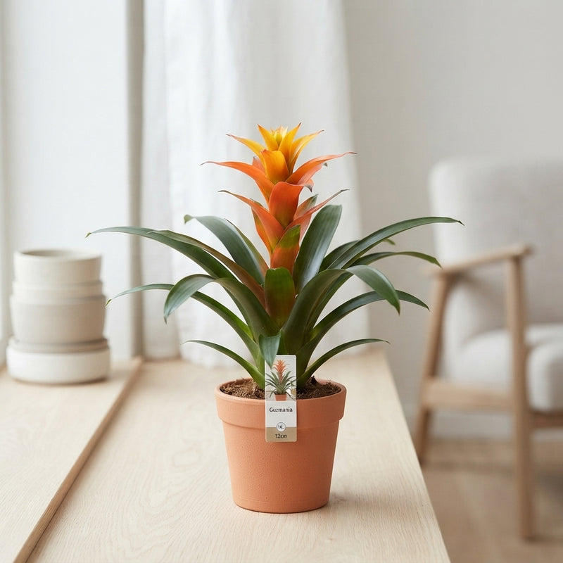 Guzmania Bromeliad – 12cm Pot, 40cm Height