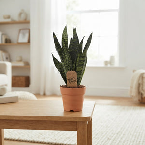 Black Coral Snake Plant (Sansevieria trifasciata) – 14cm Pot