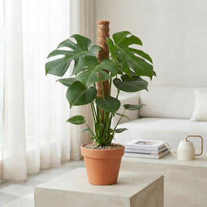 Swiss Cheese Plant (Monstera deliciosa) – 19cm Pot