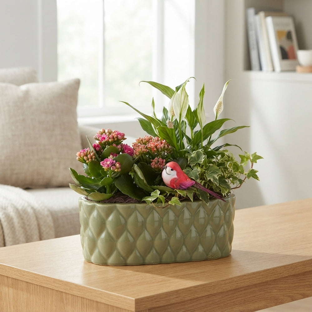 Mixed Colour Oval Ceramic Plant Arrangement