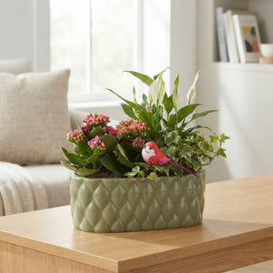 Mixed Colour Oval Ceramic Plant Arrangement