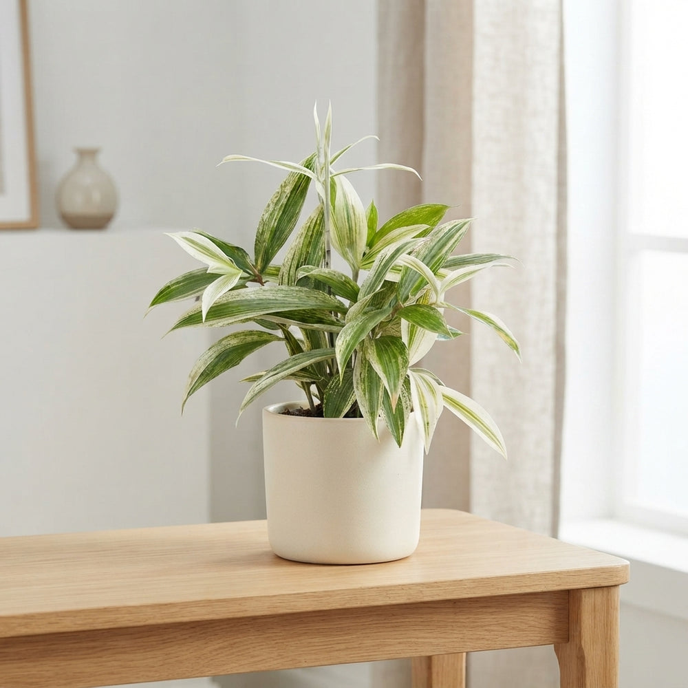 Dracaena Godseffiana ‘Silver’ – 12cm Pot