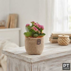 Kalanchoe Plant Arrangement – 21cm Pot