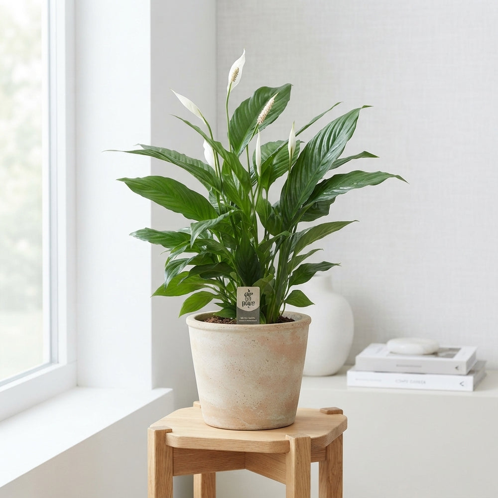 Peace Lily (Spathiphyllum) ‘Vivaldi’ – 17cm Pot