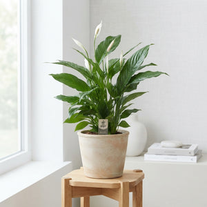 Peace Lily (Spathiphyllum) ‘Vivaldi’ – 17cm Pot