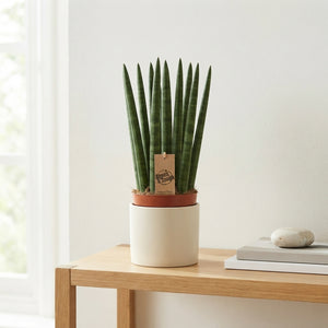 Cylindrical Snake Plant (Sansevieria cylindrica) – 12cm Pot
