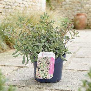 Tricolour Sedum – 13cm Pot