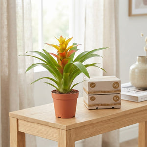Guzmania ‘Flava’ Bromeliad – 10.5cm Pot