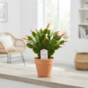 Orange Christmas Cactus (Schlumbergera) – 9cm Pot