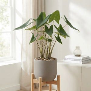 Alocasia Zebrina – 17cm Pot, Approx. 85cm High