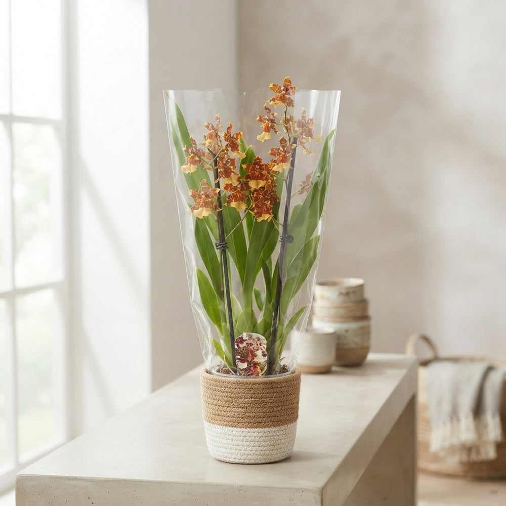 Cambria Colmanara Orchid – 12cm Pot, 60cm High